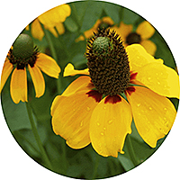 Ratibida - Prairie Coneflower