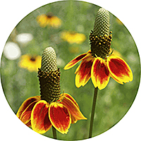 Ratibida - Mexican Hat