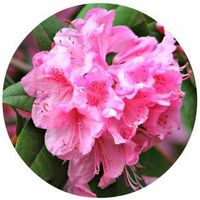 Rhododendron
