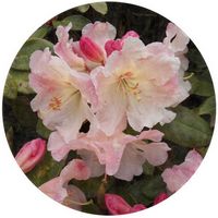 Rhododendron