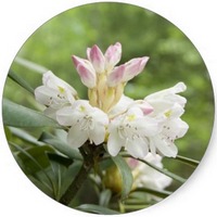 Rhododendron