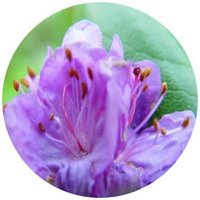 Rhododendron Cataitum