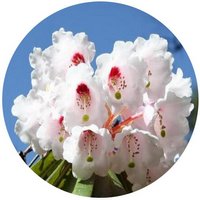 Rhododendron Calophytum - Beautiful-face Rhododendron