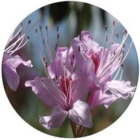 Rhododendron Fortunei