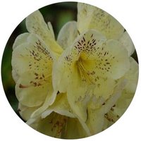 Rhododendron Irroratum