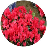 Rhododendron Neriiflorum