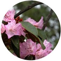 Rhododendron Rubiginosum