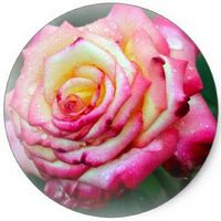 Rosa