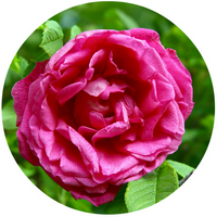 Rose de Mai - Absoluto de Rosa