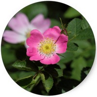 Rosa Canina - Dog rose