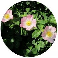 Rosa Canina - Dog rose