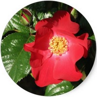 Rosa Canina - Dog rose