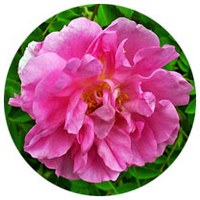 Rosa Damascena