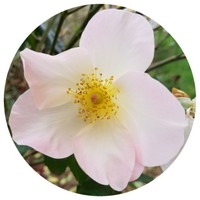 Rosa Damascena