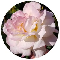 Rosa Damascena
