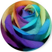 Rosa Arcoiris
