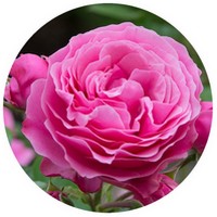Rosa de Mayo