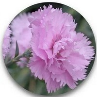 Rose de Mai - Aceite de Rosa