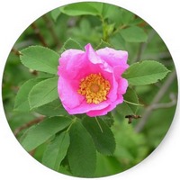 Rosa Mosqueta