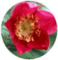 Rosa Pendulina