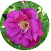 Rose - Rosa Rugosa