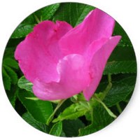 Rose - Rosa Rugosa