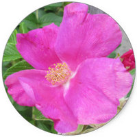 Rose - Rosa Rugosa