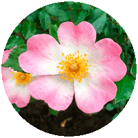 Rosa Silvestre - Wild Rose