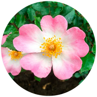 Rosa Silvestre - Wild Rose