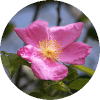 Rosa Silvestre - Wild Rose