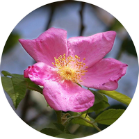 Rosa Silvestre - Wild Rose