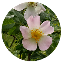 Rosa Silvestre - Wild Rose