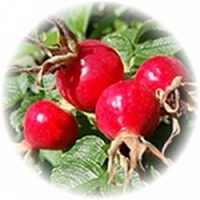 Escaramujo o Cinorrodon