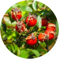 Escaramujo o Cinorrodon