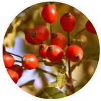 Escaramujo o Cinorrodon