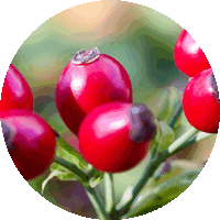 Rosehip - Escaramujos