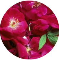 Rose Attar - Aceite de Rosa