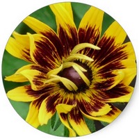 Rudbeckia Hirta