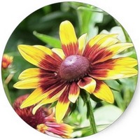 Rudbeckia