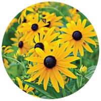 Rudbeckia
