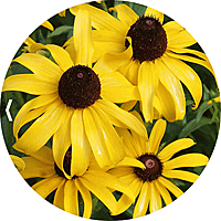 Rudbeckia