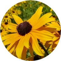 Rudbeckia