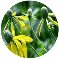 Rudbeckia Laciniata