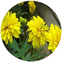 Rudbeckia Laciniata