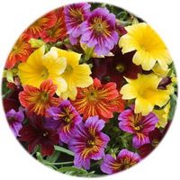 Salpiglossis Sinuata