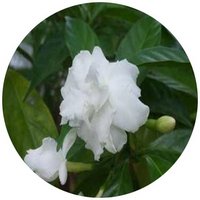 Tabernaemontana Divaricata - Pinwheel flower