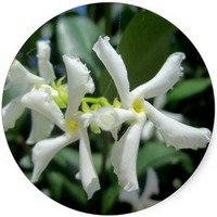 Trachelospermum Jasminoides