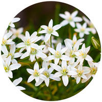 Trachelospermum Jasminoides