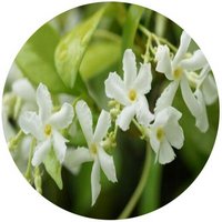 Trachelospermum Jasminoides