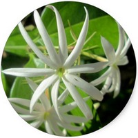 Trachelospermum Jasminoides